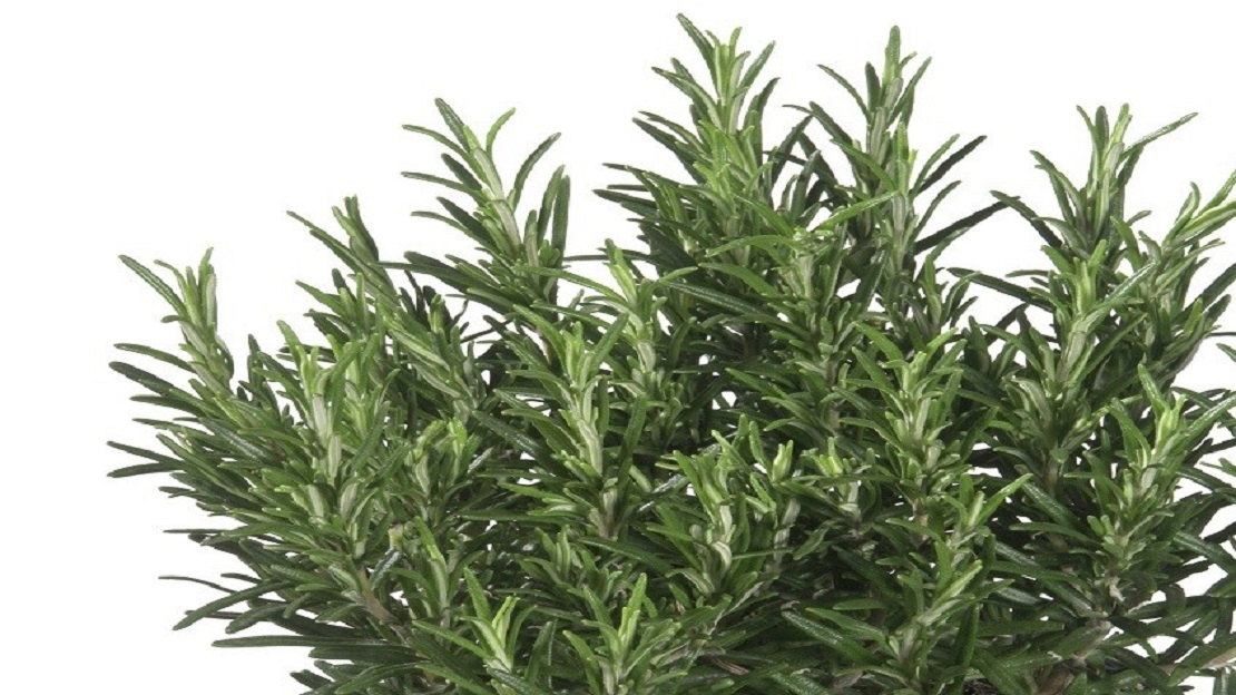 فوائد وأضرار إكليل الجبل